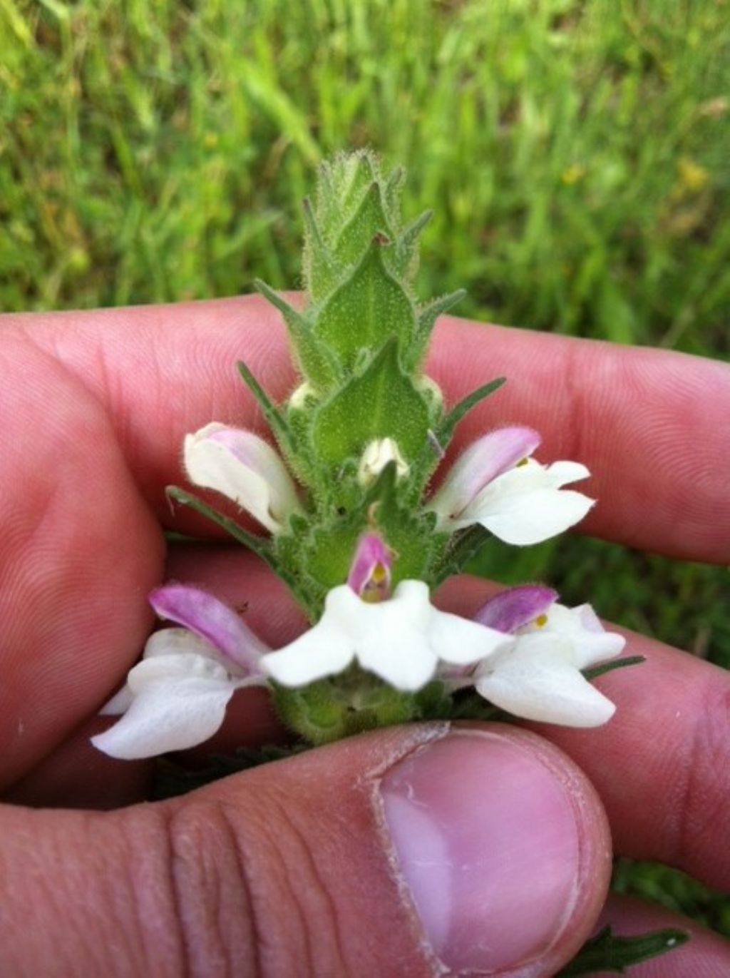 Bellardia trixago
